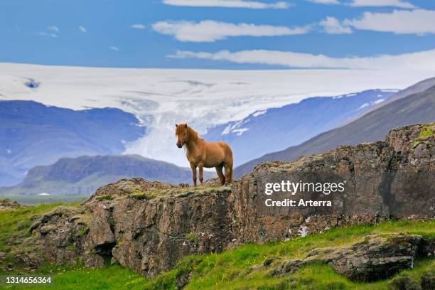 Brown Icelandic horse on rock in summer, Iceland.