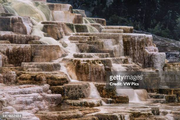 Colorful mineral formations of Palette Spring in the Mammoth Hot Springs in Yellowstone National Park in Wyoming, USA.
