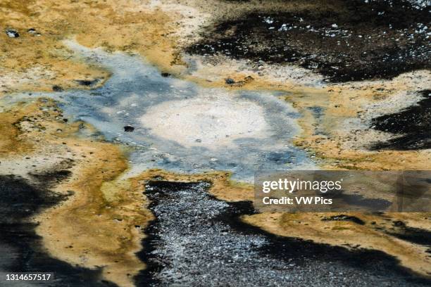 Colorful microbial mats made by thermophilic microbes surround a bubbling hot spring in Yellowstone National Park in Wyoming, USA.