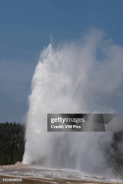 The Old Faithful Geyser erupts in Yellowstone National Park in Wyoming, USA.