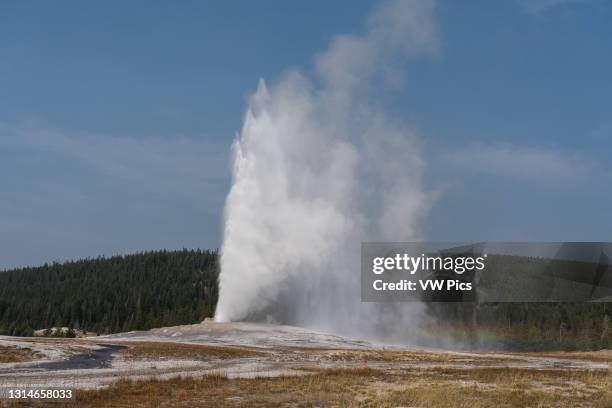 The Old Faithful Geyser erupts in Yellowstone National Park in Wyoming, USA.