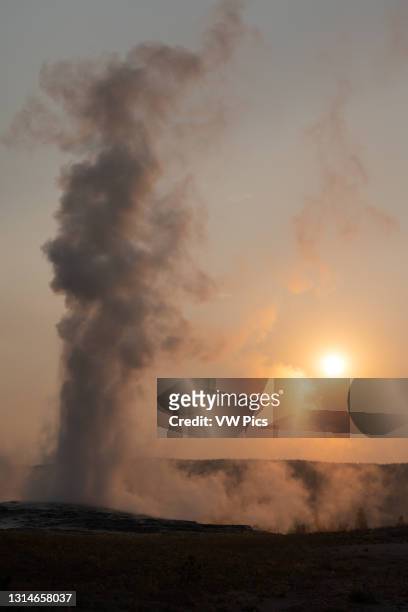 The Old Faithful Geyser backlit at sunset in Yellowstone National Park in Wyoming, USA.