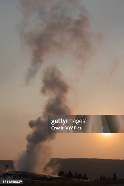 The Old Faithful Geyser backlit at sunset in Yellowstone National Park in Wyoming, USA.