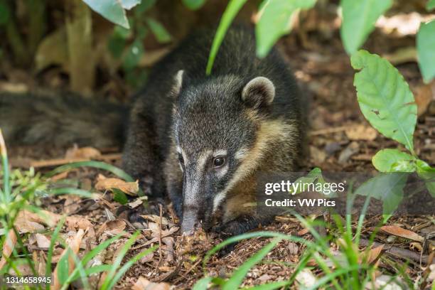 The South American Coati or Ring-tailed Coati, Nasua nasua, in Iguazu National Park, in Argentina, a UNESCO World Heritage Centre. The South American...