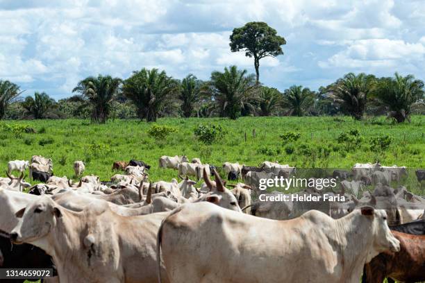 nelore cattle in amazon rainforest - amazon rainforest deforestation brazil stock pictures, royalty-free photos & images