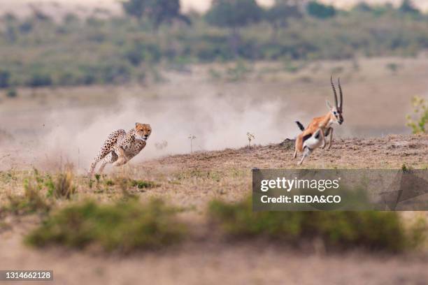 Cheetahs, Acinonyx jubatus, runs to catch the impala, Africa, Kenya, Masai Mara, cheetah.