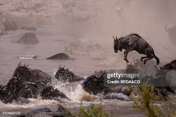 Wildebeest, Connochaetes, Kenya, Masai Mara, the wildebeests jump to cross the river, Africa.