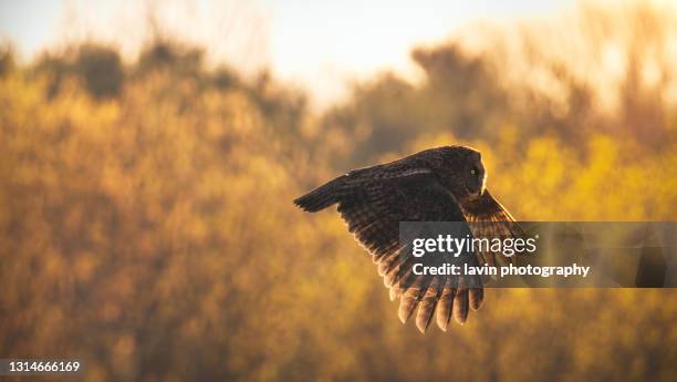 great grey owl in flight during golden hour - great grey owl stock pictures, royalty-free photos & images