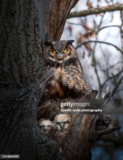 grote gehoornde uil met twee owlets - owl stockfoto's en -beelden