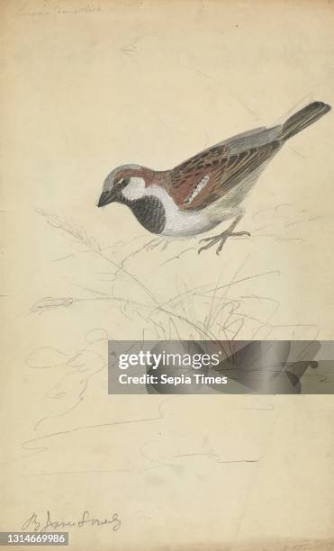 House Sparrow, James Sowerby, 1756–1822, British, undated, Watercolor, gouache, and graphite on moderately thick, slightly textured, cream wove...