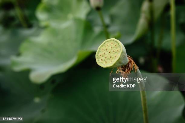 lotus flower and green leaves pattern background - kelkblaadje stockfoto's en -beelden