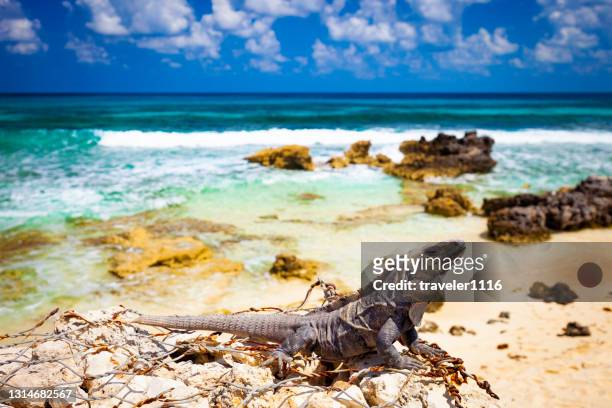 iguana on isla mujeres, mexico - marine iguana fotografías e imágenes de stock