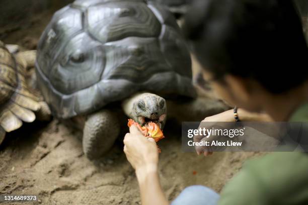 a day in petting zoo - zoo imagens e fotografias de stock