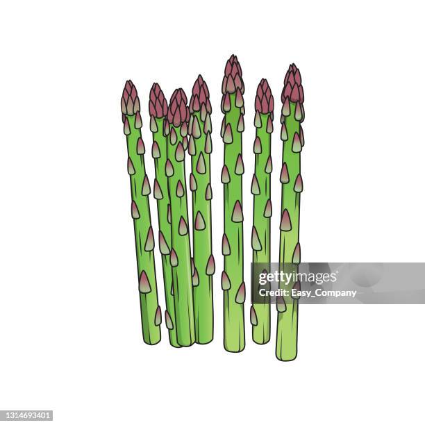 illustrazioni stock, clip art, cartoni animati e icone di tendenza di illustrazione vettoriale di asparagi isolati su sfondo bianco.  concetti di cartoni animati di verdure e frutta biologici. pagina da colorare per bambini dell'istruzione e della scuola, stampabile, attività, foglio di lavoro, flashcard. - asparagina