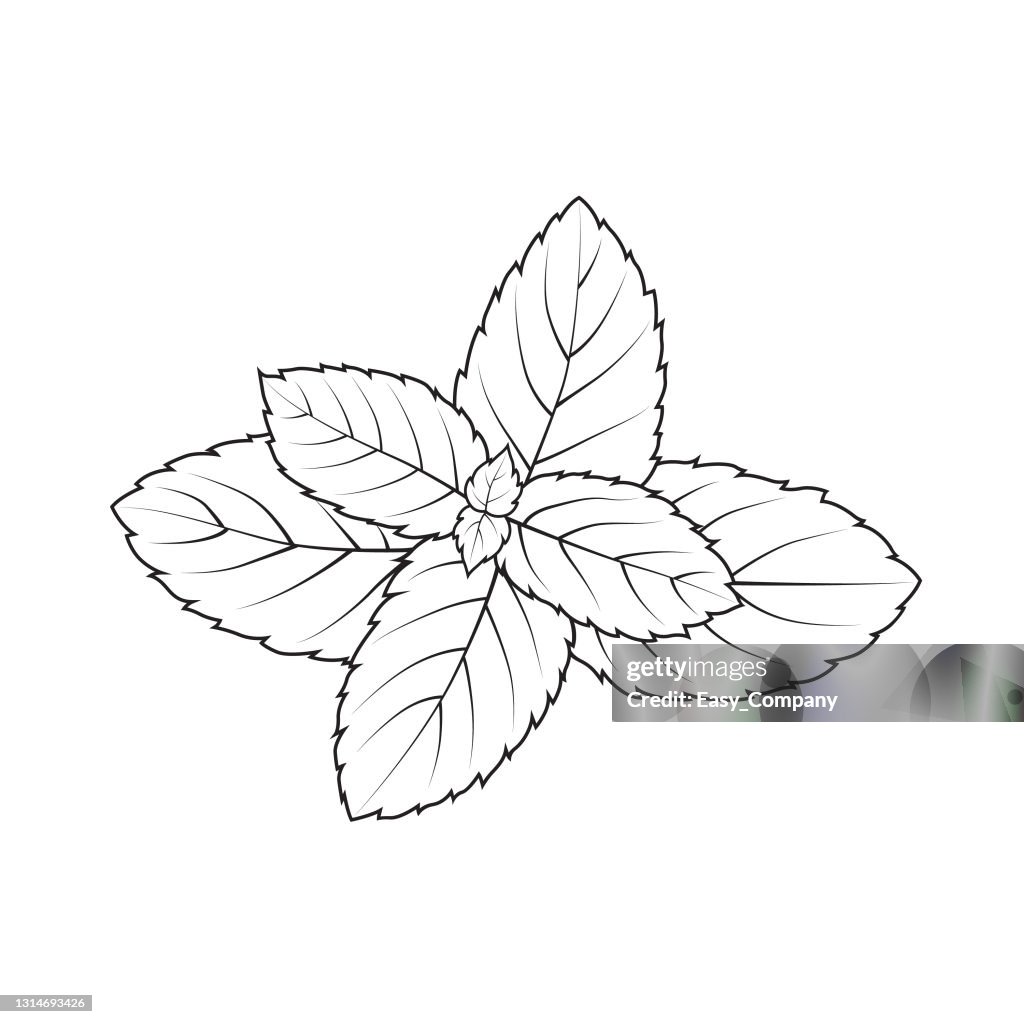 Vector illustration of peppermint isolated on white background. Black and White for coloring. Organic vegetables and fruits cartoon concepts. Education and school kids coloring page, printable, activity, worksheet, flash card.