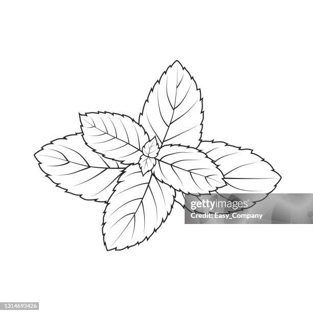 vector illustration of peppermint isolated on white background. black and white for coloring. organic vegetables and fruits cartoon concepts. education and school kids coloring page, printable, activity, worksheet, flash card. - menthol stock illustrations