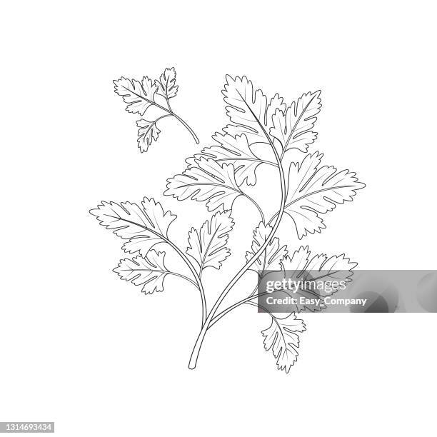 vektor-illustration der petersilie isoliert auf weißem hintergrund. schwarz und weiß zum färben. bio-gemüse und früchte cartoon-konzepte. bildung und schule kinder färbung seite, druckbare, aktivität, arbeitsblatt, flash-karte. - koriander stock-grafiken, -clipart, -cartoons und -symbole