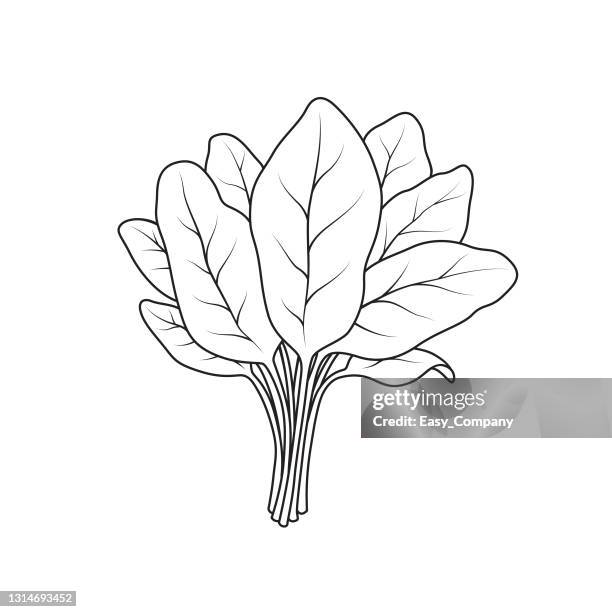 illustrazioni stock, clip art, cartoni animati e icone di tendenza di illustrazione vettoriale di spinaci isolati su sfondo bianco. bianco e nero per la colorazione. concetti di cartoni animati di verdure e frutta biologici. pagina da colorare per bambini dell'istruzione e della scuola, stampabile, attività, foglio di lavor - colorare