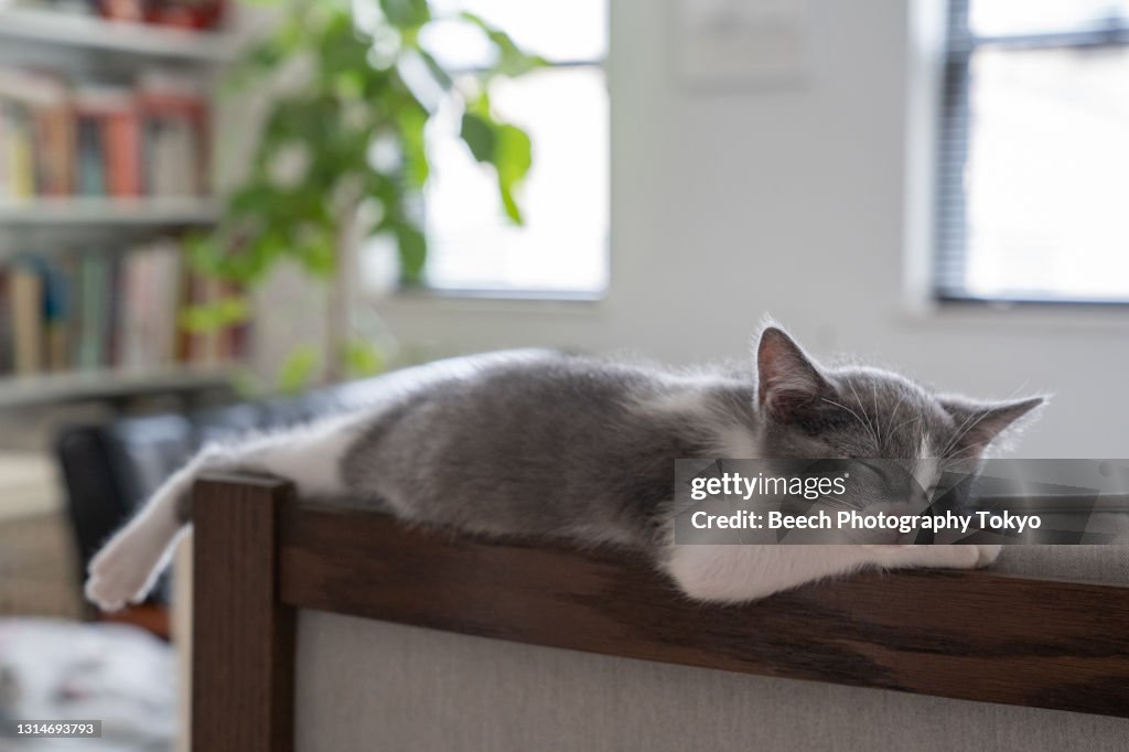Kitten sleeping on back of chair