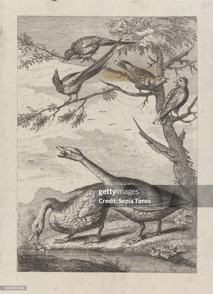 Two Geese and four other birds, a Pl. for 'A New Drawing Book...of Various Kinds of Birds the Life by Mr. Francis Barlow' 1731 (1 of 9), Print made by George Bickham, 1683/4–1758, British, after Francis Barlow, ca. 1626–1704, British, Published by Henr