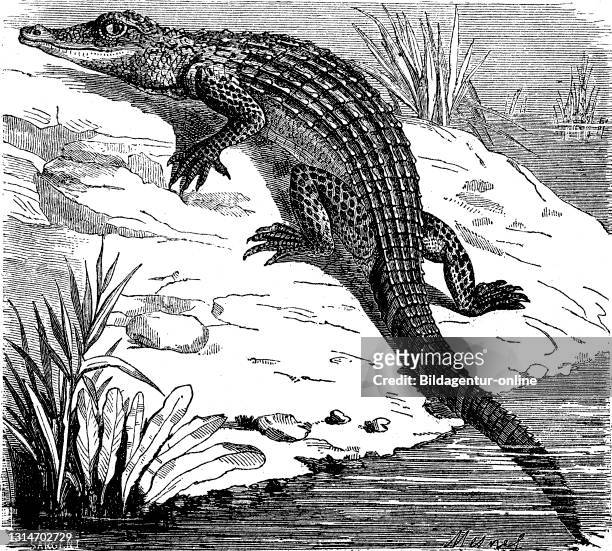 Alligator, Alligator mississippiensis, illustration from 1880 / Alligator, Alligator mississippiensis, Illustration aus 1880, Historisch, historical,...