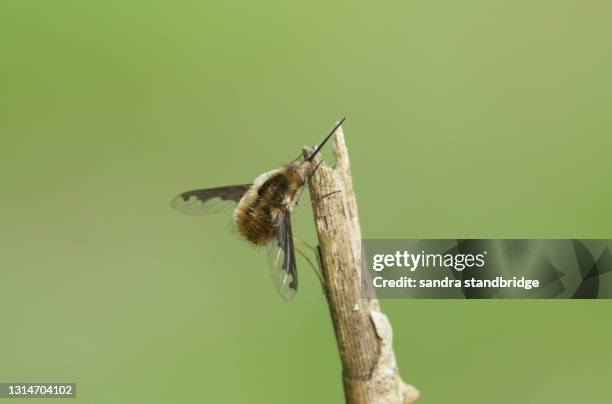 a dark-edged bee-fly, bombylius major, perched on a twig. - proboscis stock pictures, royalty-free photos & images