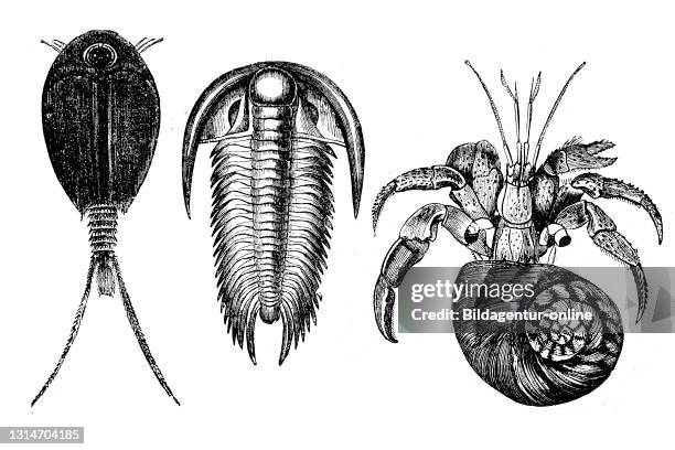 Crustaceans, finfoot, apus, trilobite, paradoxides and hermit crab, cenobita, illustration from 1880 / Krebstiere, Flossenfuß, Apus, Trilobit,...