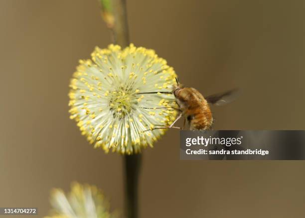 a dark-edged bee-fly, bombylius major, feeding from a pussy willow catkin. - major stock-fotos und bilder