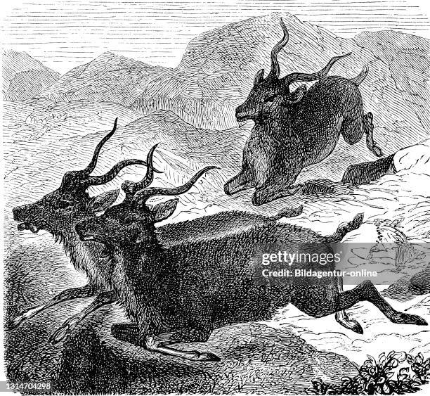 Kudu, Strepsiceros zambesiensis, Illustration from 1880 / Sambesi-Großkudu, Strepsiceros zambesiensis, Illustration aus 1880, Historisch, historical,...