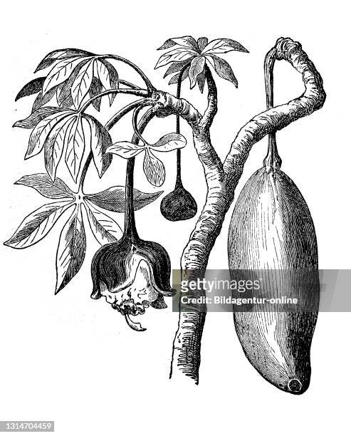 Fruit and flower of baobab, Adansonia digitata, illustration from 1870 / Frucht und Blüte des Affenbrotbaum, Baobab, Adansonia digitata, Illustration...