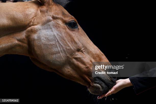 hand feeding horse - eating cereal stock pictures, royalty-free photos & images