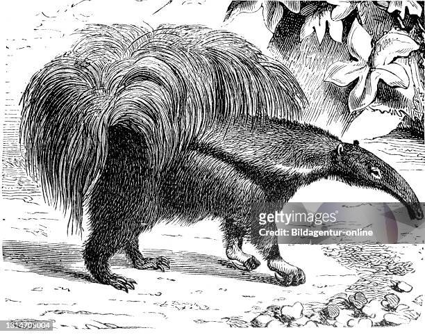 Giant anteater, Myrmecophaga tridactyla, also ant bear, illustration from 1885 / Großer Ameisenbär, Myrmecophaga tridactyla, Illustration aus 1885,...
