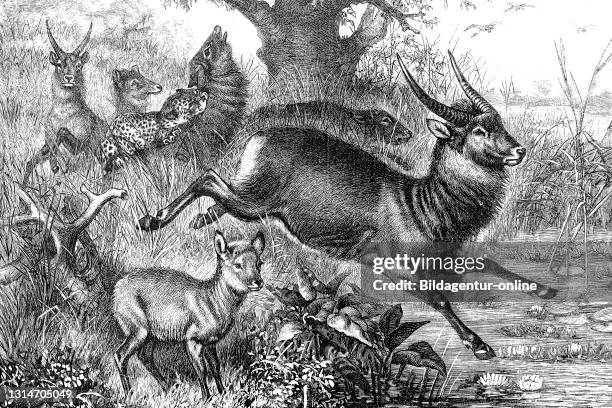 Waterbuck in the steppe of South Africa, attack of a leopard, illustration from 1890 / Wasserböcke in der Steppe von Südafrika, Angriff eines...
