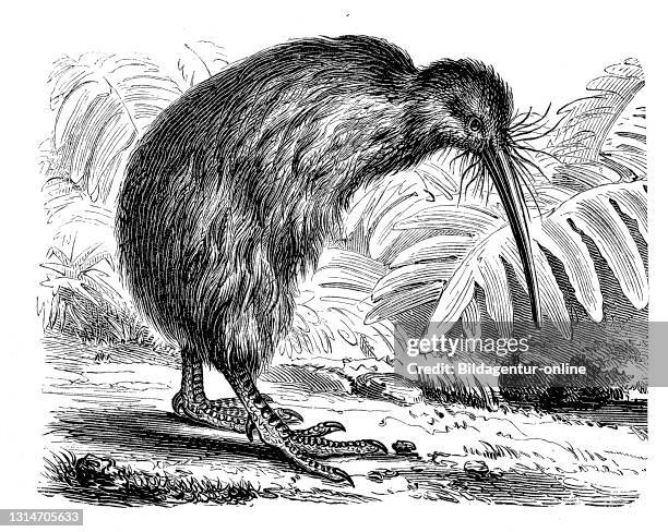 Southern brown kiwi, Tokoeka, or common kiwi, Apteryx australis / Südliche Streifenkiwi, Streifenkiwi, Tokoeka, Apteryx australis, Historisch,...