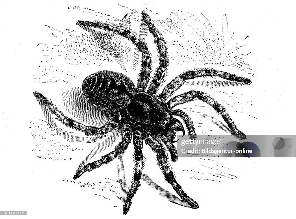 Lycosa tarantula
