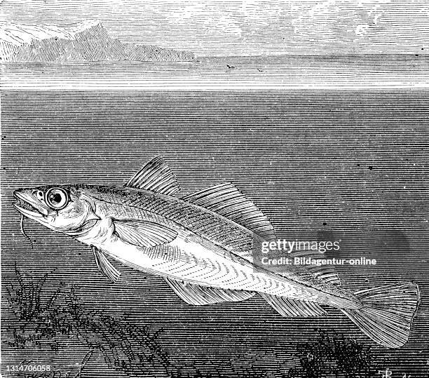Atlantic cod / Atlantischer Kabeljau oder Dorsch, Gadus morhua, in einer Illustration aus dem Jahre 1870, Historisch, historical, digital improved...