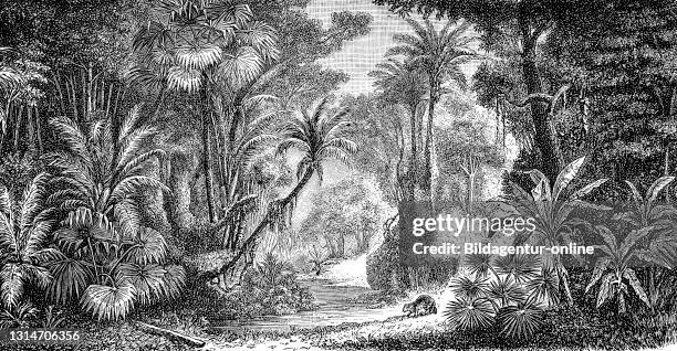 Jungle, jungle in India, illustration from 1890 / Urwald, Dschungel in Indien, Illustration aus 1890, Historisch, historical, digital improved...