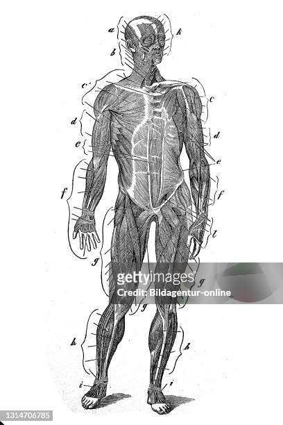 Medicine, anatomy, muscle system of man, from front, illustration from 1880 / Medizin, Anatomy, Muskelsystem des Menschen, von vorne, Illustration...
