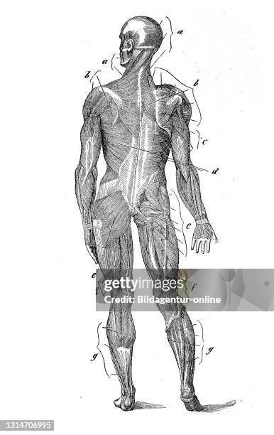 Medicine, anatomy, muscular system of man, from behind, illustration from 1880 / Medizin, Anatomy, Muskelsystem des Menschen, von hinten,...