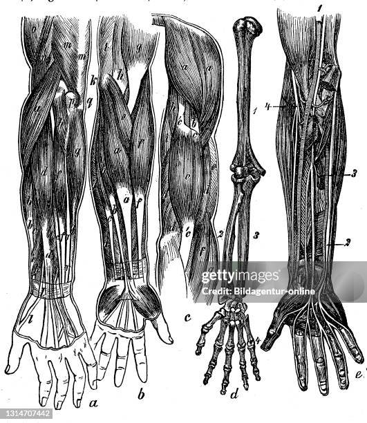 Anatomy, human arm with muscles, nerves, blood vessels and bones / Anatomie, menschlicher Arm mit Muskeln, Nerven, Blutgefäßen und Knochen,...