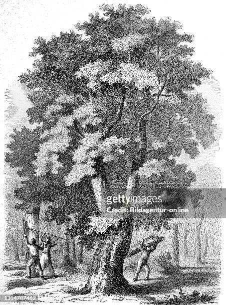 Large cork oak, Quercus suber, and people harvesting the cork bark, Portugal, 1876 / große Korkeiche, Quercus suber, und Leute bei der Ernte der...