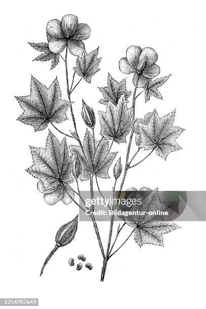 Okra, Abelmoschus esculentus, also known as vegetable marshmallow, in an illustration from 1870 / Okra, Abelmoschus esculentus, auch Gemüse-Eibisch,...