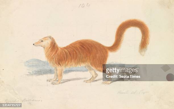Yellow Mongoose, Charles Hamilton Smith, 1776–1859, Belgian, unknown artist, ca. 1837, Watercolor and graphite on medium, smooth, white, wove paper,...