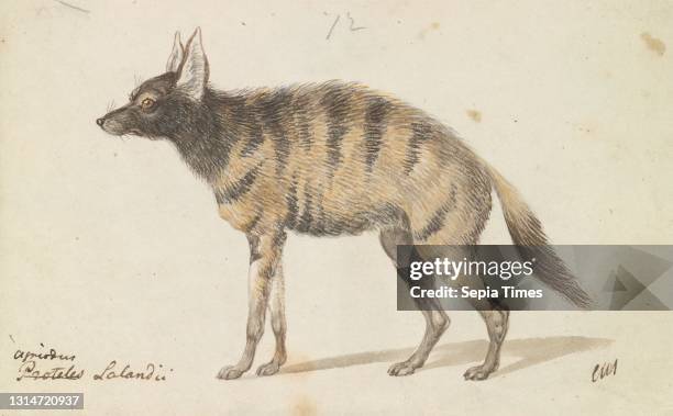 Aardwolf, Charles Hamilton Smith, 1776–1859, Belgian, ca. 1837, Watercolor, pen and brown ink and graphite on medium, smooth, cream wove paper,...