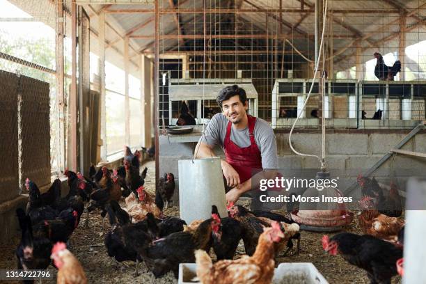 smiling male farmer crouching amidst hens at coop - chickens in field bildbanksfoton och bilder