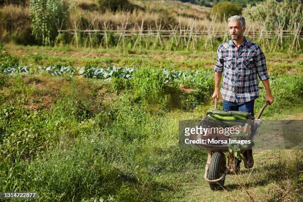 farmer with wheelbarrow of vegetables at farm - organic farming imagens e fotografias de stock