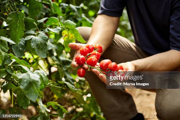 male agronomist with fresh cherry tomatoes - tomato harvest stockfoto's en -beelden