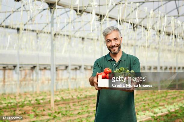 smiling handsome farmer holding crate of tomatoes - sustainable economy stock pictures, royalty-free photos & images