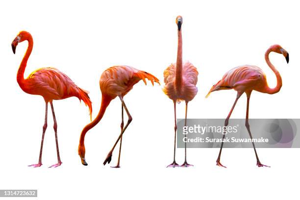 the colorful flamingo has several separate verbs. on a white background - flamencos fotografías e imágenes de stock