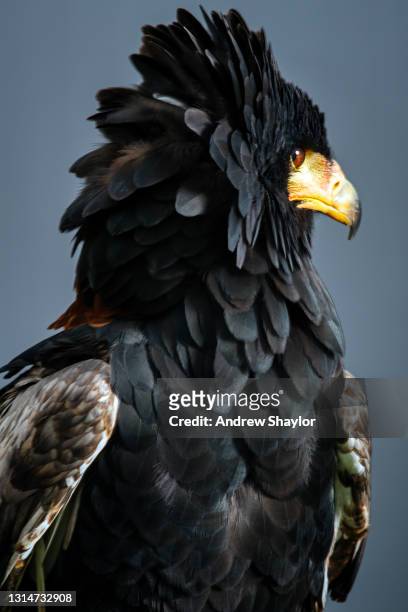 bateleur adelaar - bateleur eagle stockfoto's en -beelden